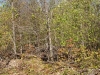 Blowdown southeast of Cropsey Pond